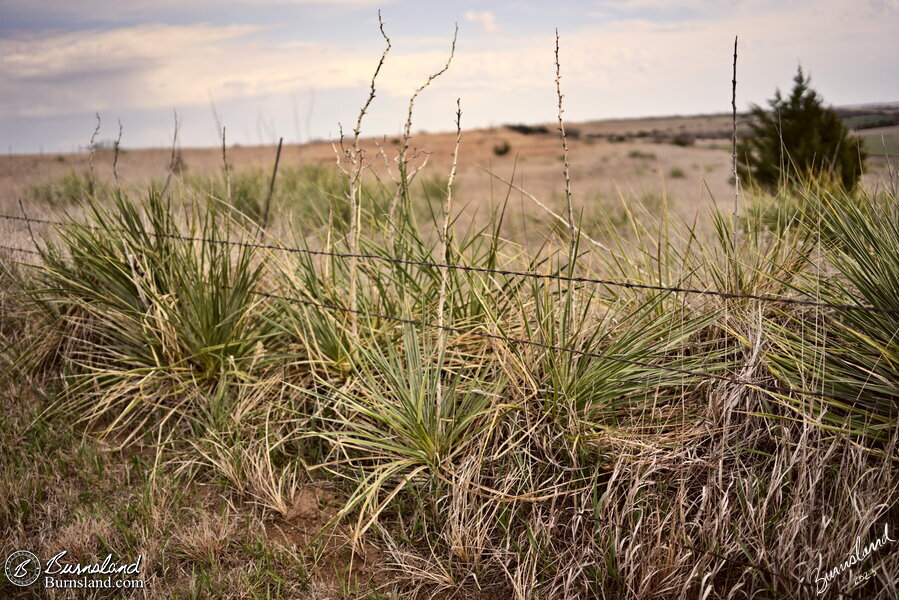 Barb wire fence at Cheyenne Bottoms wildlife area in Kansas
