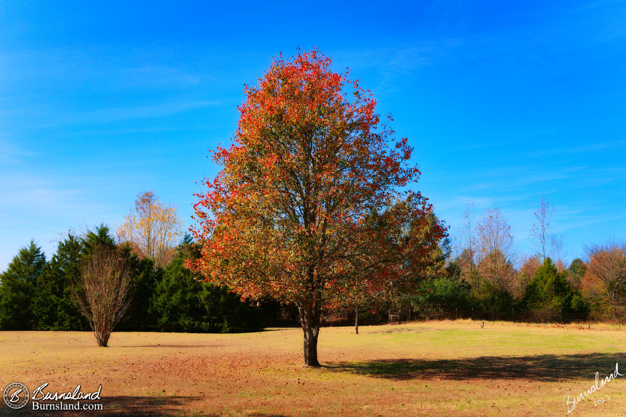 A pear tree with fall colors in autumn