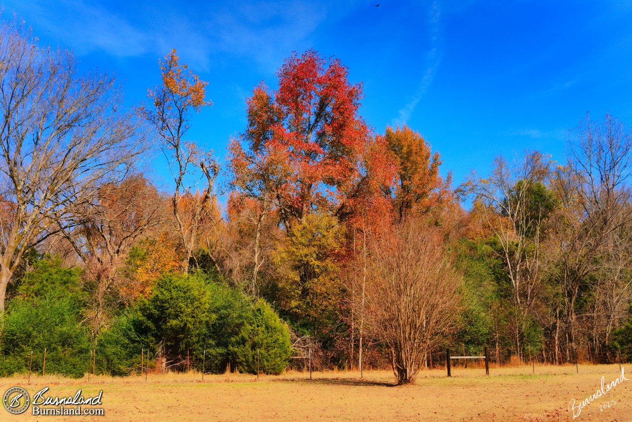 Colorful fall trees in autumn