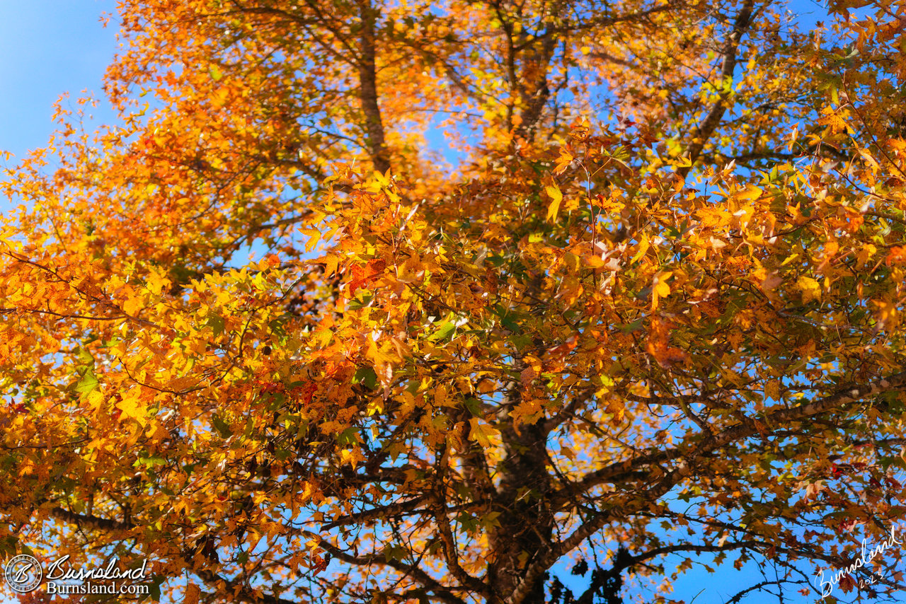 Sweetgum tree with fall colors in autumn