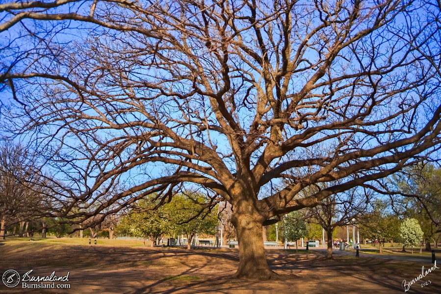 An interesting tree in Wichita, Kansas