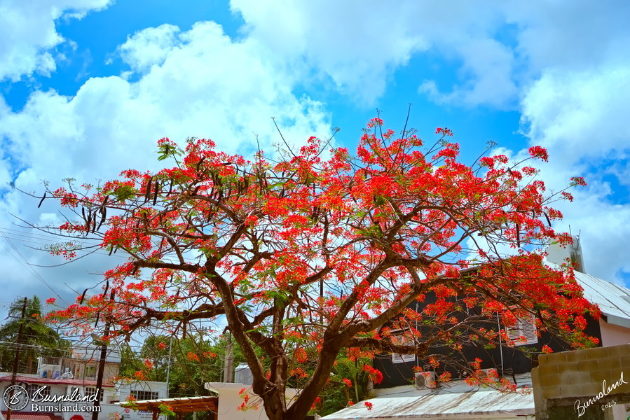 Poinciana tree in Cozumel, Mexico