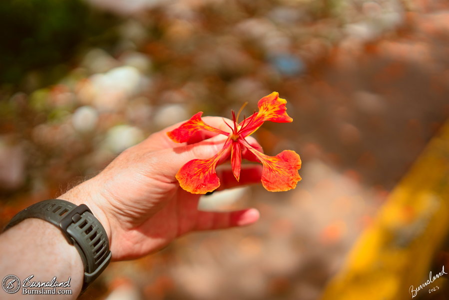 Poinciana bloom in Cozumel, Mexico