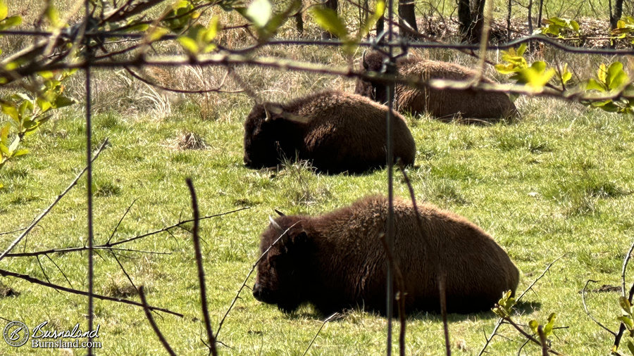 Bison at Shelby Farms Park in Memphis, Tennesseee