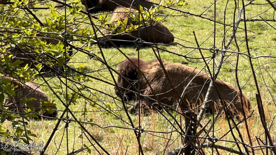 Bison at Shelby Farms Park in Memphis, Tennesseee